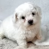 ビションフリーゼ