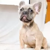 フレンチブルドッグ【奈良県・女の子・2025年7月5日・ブルーフォーン フラッフィー】の写真2
