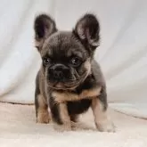 フレンチブルドッグ【奈良県・男の子・2025年8月28日・ブルータン フラッフィー】の写真3