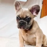 フレンチブルドッグ【奈良県・女の子・2025年7月5日・ブルーフォーン フラッフィー】の写真3