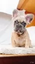 フレンチブルドッグ【奈良県・女の子・2025年7月5日・ブルーフォーン フラッフィー】の写真4