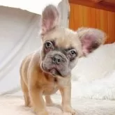 フレンチブルドッグ【奈良県・女の子・2025年7月5日・ブルーフォーン フラッフィー】の写真5