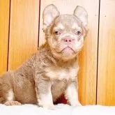 フレンチブルドッグ【奈良県・女の子・2025年7月1日・イザベラ】の写真5