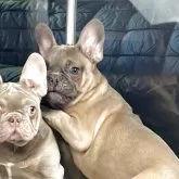 フレンチブルドッグ【奈良県・女の子・2024年12月16日・【珍色】イザベラフォーン】の写真5