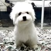 ビションフリーゼ【奈良県・男の子・2025年2月15日・ホワイト】の写真6