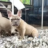 フレンチブルドッグ【奈良県・女の子・2024年12月16日・【珍色】イザベラフォーン】の写真6