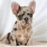 フレンチブルドッグ【奈良県・女の子・2025年8月28日・ブルーマールタン フラッフィー】の写真7