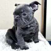 フレンチブルドッグ【奈良県・男の子・2025年3月5日・ブルータン】の写真7