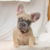 フレンチブルドッグ【奈良県・女の子・2025年7月5日・ブルーフォーン フラッフィー】の写真7