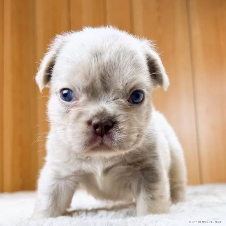 フレンチブルドッグ【奈良県・男の子・2025年6月27日・イザベラ•マール