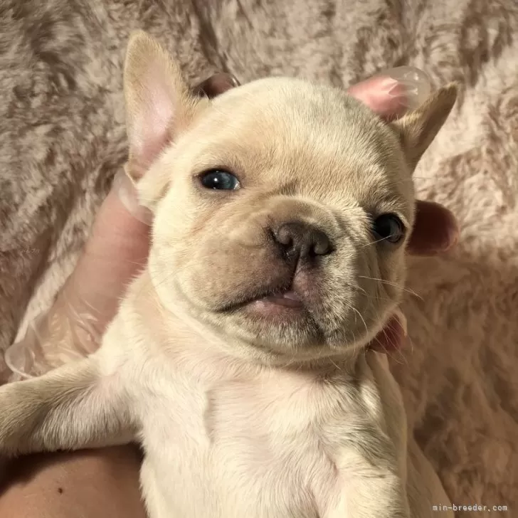 ID：2401-01277の子犬