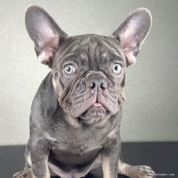 T.O 様のお迎えした子犬