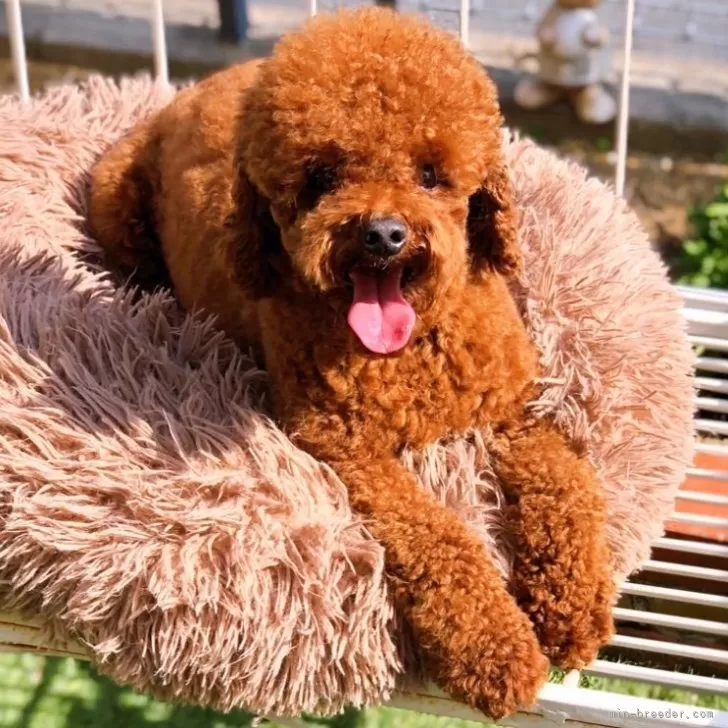 ID:2402-03936の子犬