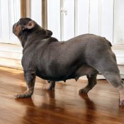 フレンチブルドッグ【・女の子・2022年3月8日・ブルータン】