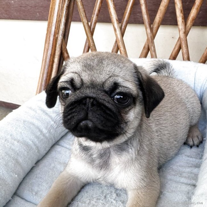 ブリーダー画像