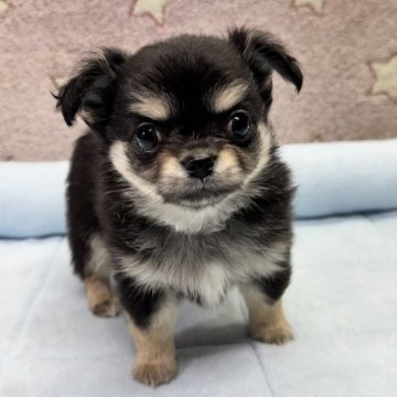 チワワ(ロング)【鹿児島県・男の子・2025年1月24日・ブラックタン&ホワイト】の写真「父AMチャンピオン直子
母INTチャンピオン直子」