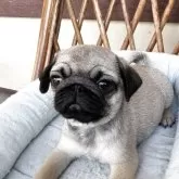 パグ