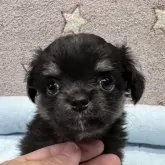 チワワ(ロング)