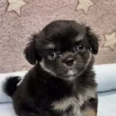 チワワ(ロング)