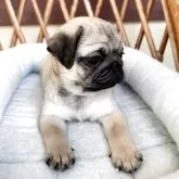 パグ【鹿児島県・男の子・2025年5月19日・フォーン】の写真2