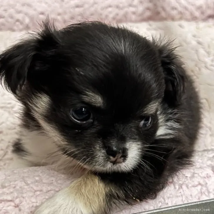 S.F 様のお迎えした子犬