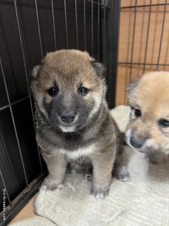 Ken 様のお迎えした子犬