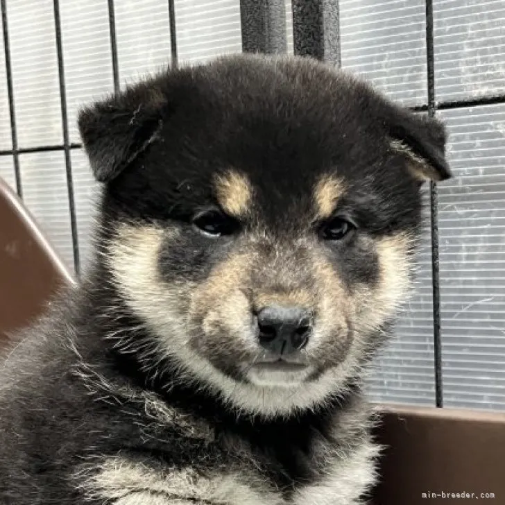 ウイス 様のお迎えした子犬