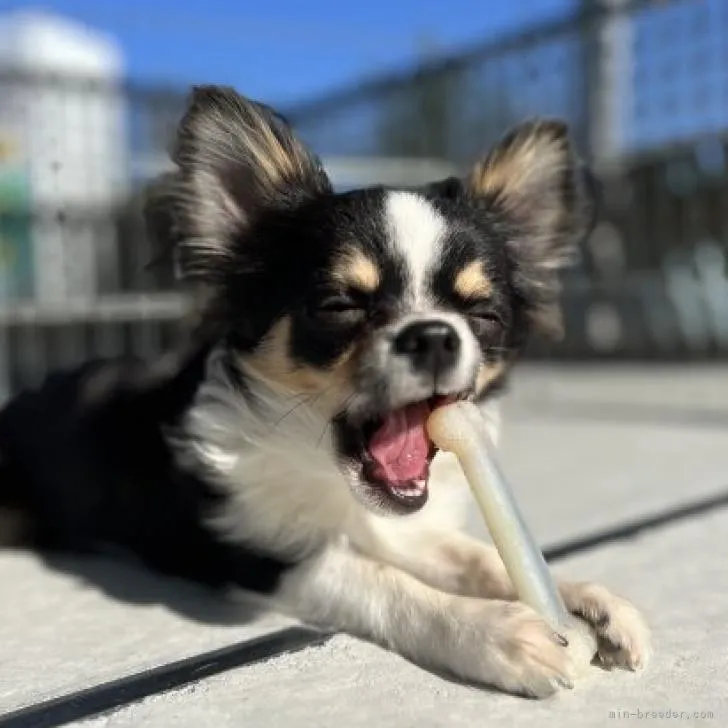 大山 まなみ(ブリーダー) 様のお迎えした子犬