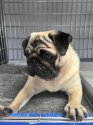パグ【・女の子・2022年4月18日・フォーン】