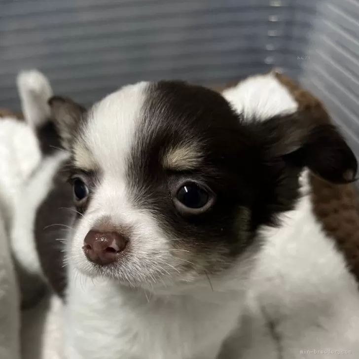 A.K 様のお迎えした子犬