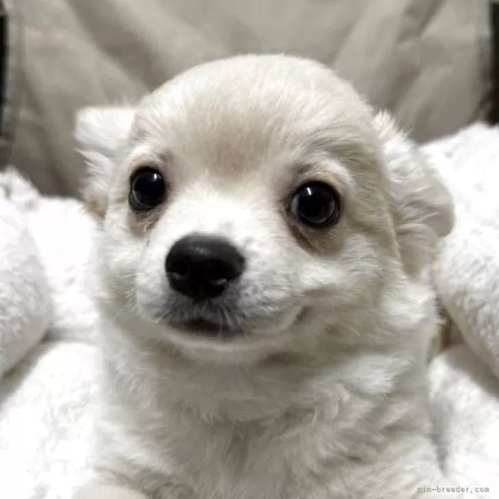 ID:2505-07733の子犬
