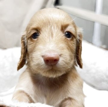 ミニチュアダックスフンド(ロング)【兵庫県・男の子・2025年8月9日・ゴールド】の写真「ピンクのお鼻が特徴的！」