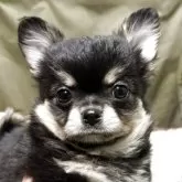 チワワ(ロング)