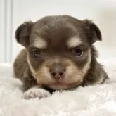 チワワ(ロング)