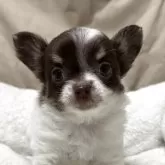 チワワ(ロング)