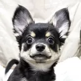 チワワ(ロング)