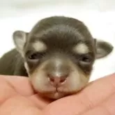 チワワ(ロング)