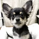 チワワ(ロング)