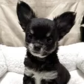 チワワ(ロング)【兵庫県・女の子・2025年5月11日・ブラッククリーム】の写真11