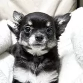 チワワ(ロング)【兵庫県・女の子・2025年5月11日・ブラッククリーム】の写真9