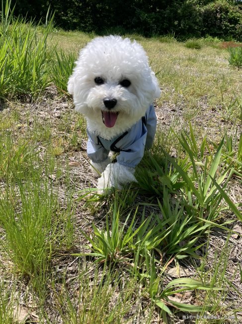 ボロニーズ。のんびりマイペースなお父さん｜樋口　愛良(ひぐち　あいら)ブリーダー(新潟県・なし登録)の紹介写真4