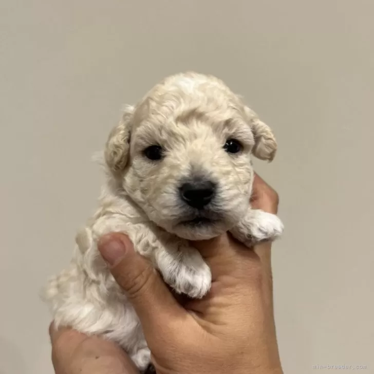 ID：2503-00562の子犬
