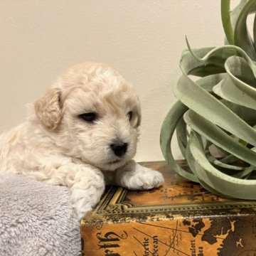 ミックス(ボロニーズ×トイプードル)【新潟県・男の子・2023年6月2日・ホワイト】の写真「珍しいボロニーズとトイプードルのミックスです！」