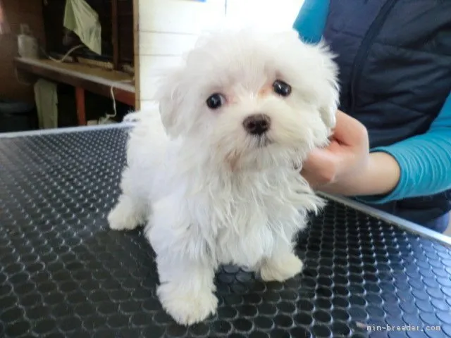 ID：1902-03072の子犬