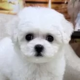 ビションフリーゼ