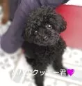 ティーカッププードル【福井県・男の子・2025年4月5日・アプリコット】の写真12「パパ犬のクッキー君です💜いつみても小さく可愛いイケメン君💜」