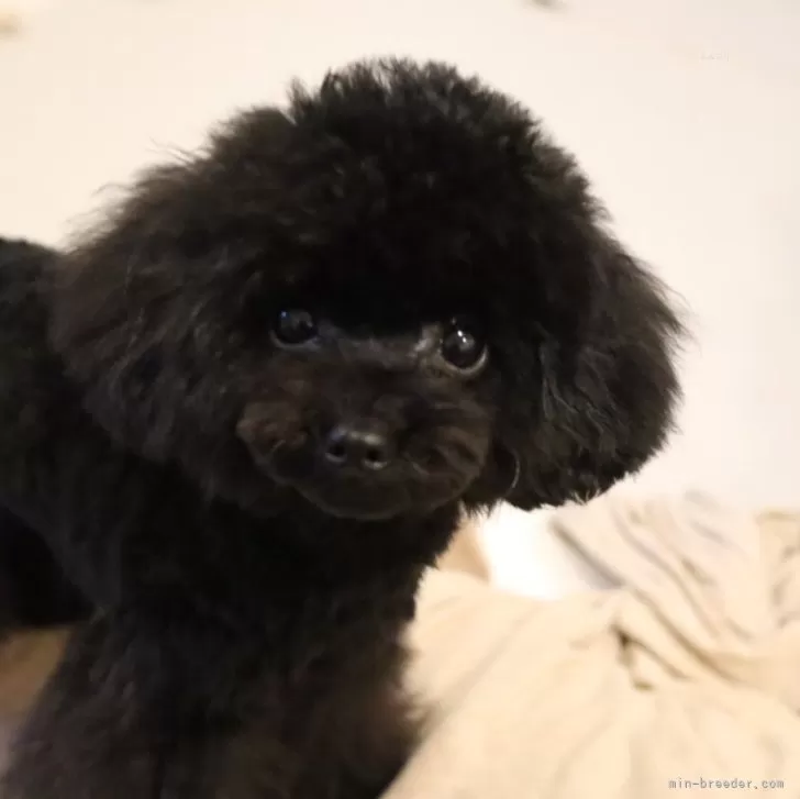 KO 様のお迎えした子犬