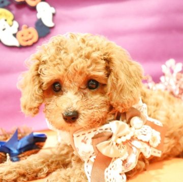 トイプードル(タイニー)【福井県・女の子・2025年8月8日・レッド】の写真「くま顔ちゃん💜可愛すぎます」