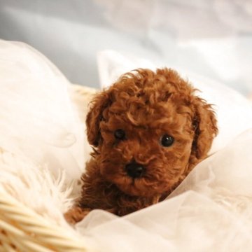 トイプードル(タイニー)【福井県・男の子・2025年10月26日・アプリコット】の写真「くま顔君💜クリスマスまでにお渡しできます😆」