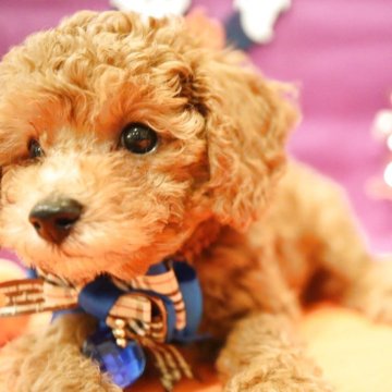 トイプードル(タイニー)【福井県・男の子・2025年8月8日・レッド】の写真「くま顔君💜可愛すぎます」